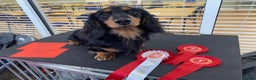 Dachshund dogs for stud: Quality miniature long hair dachshund for stud  in Saint Austell - Advert 10