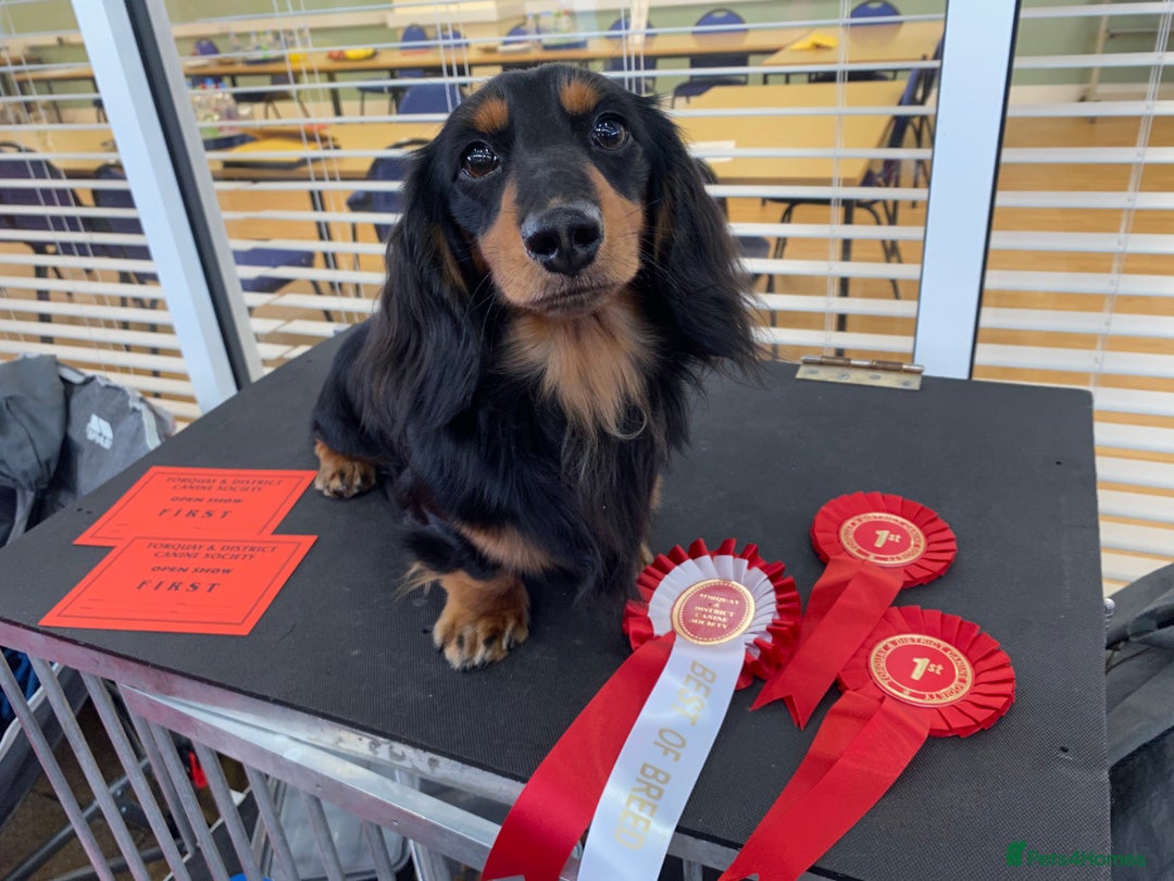 Dachshund dogs for stud: Quality miniature long hair dachshund for stud  in Saint Austell - Advert 10