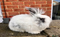 Angora rabbits for sale: Rabbits for adoption - Urgent - Image 25