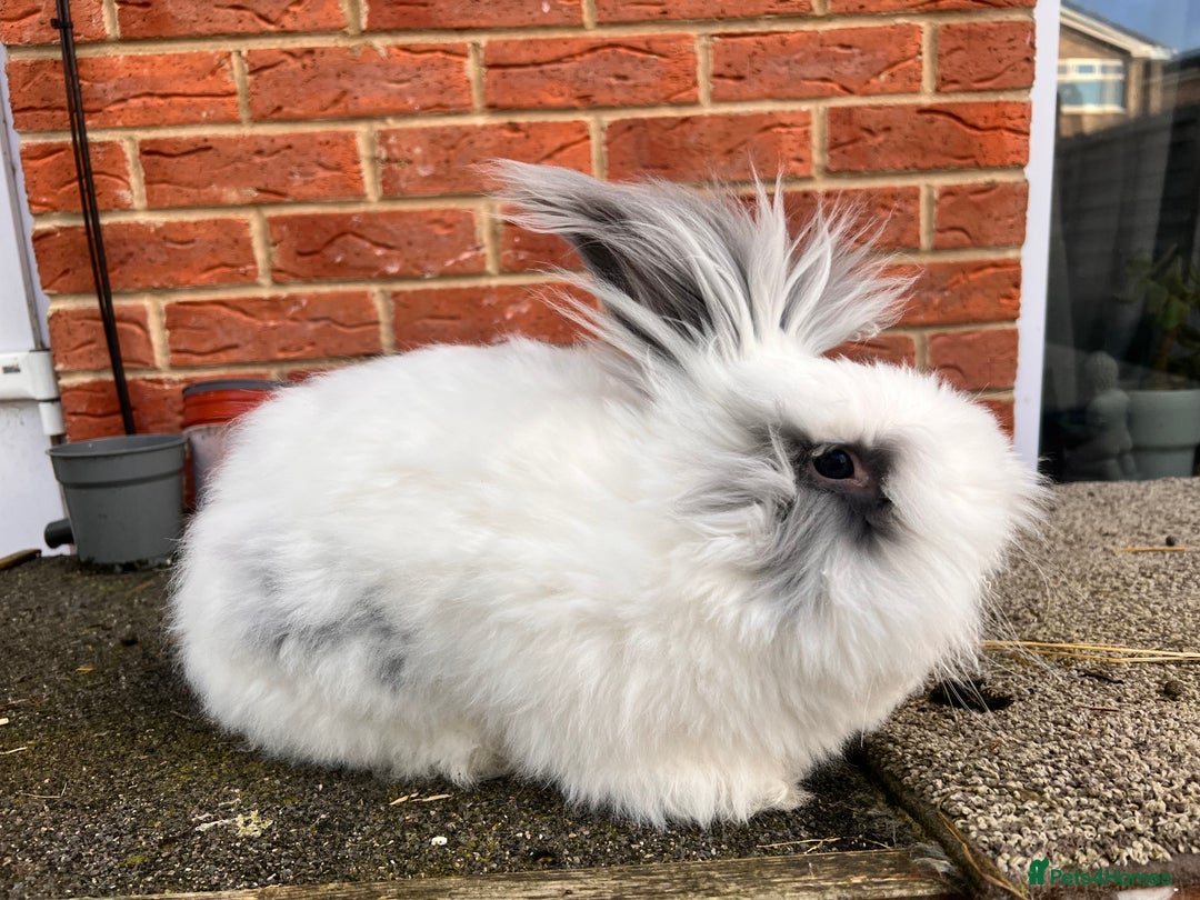 Angora rabbits for sale: Rabbits for adoption - Urgent - Image 25