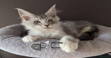 Maine Coon cats - Advert 1