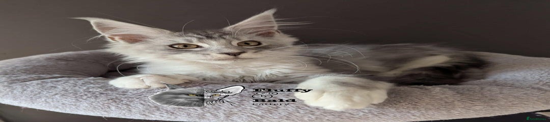 Maine Coon Kitten 1