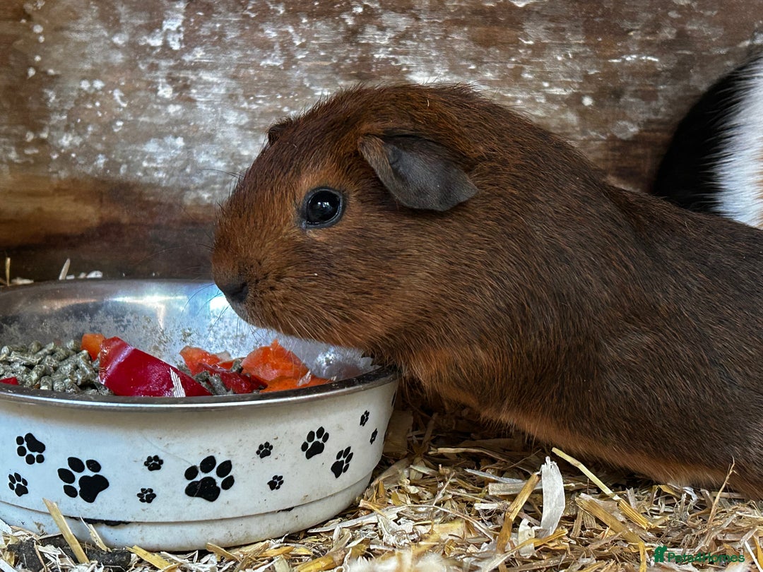 Guinea Pig rodents for sale: Guinea pigs babies looking for their forever homes - Advert 9
