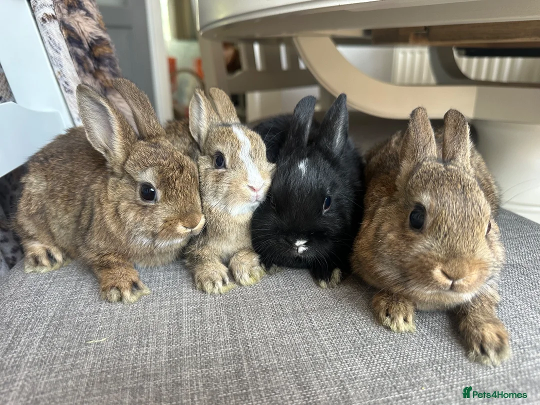 Netherland Dwarf rabbits for sale: Lovely Netherland Dwarf baby rabbits. - Advert 2