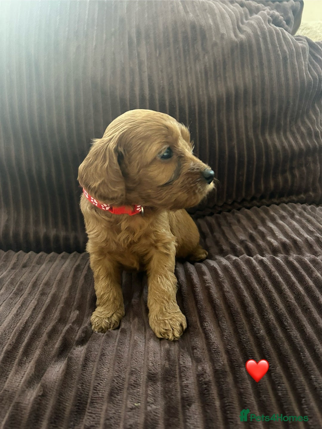 Cavapoo dogs for sale: Toy cavapoo  - Advert 15