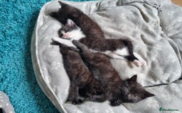 British Longhair cats for sale: Beautiful gorgeous kittens for sale - Image 4