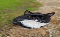 Maine Coon cats for sale: Maine coon mixed breed - Image 10
