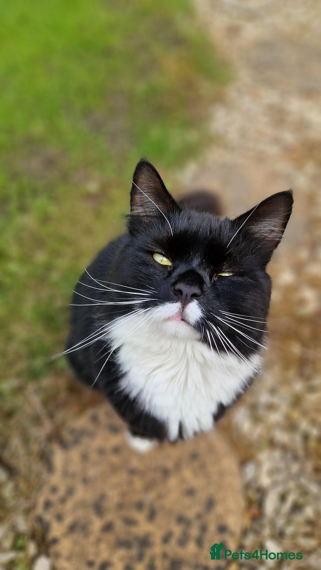Maine Coon cats for sale: Maine coon mixed breed - Image 10