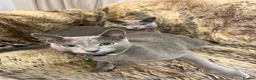 Russian Blue cats for sale: Bonded Pair of 1-Year-Old Male Russian Blue Cats - Advert 8