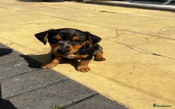 Mixed Breed dogs for sale: 6 stunning jackshund puppies ready to leave now - Image 2