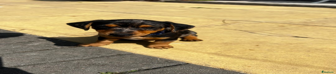 Mixed Breed Puppy 2