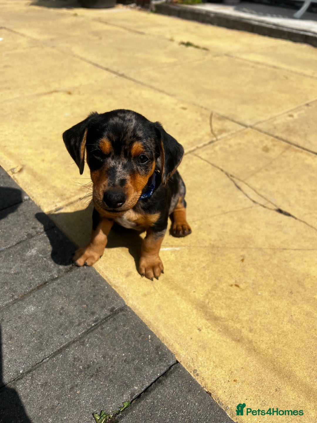 Mixed Breed dogs for sale: 6 stunning jackshund puppies ready to leave now - Image 2