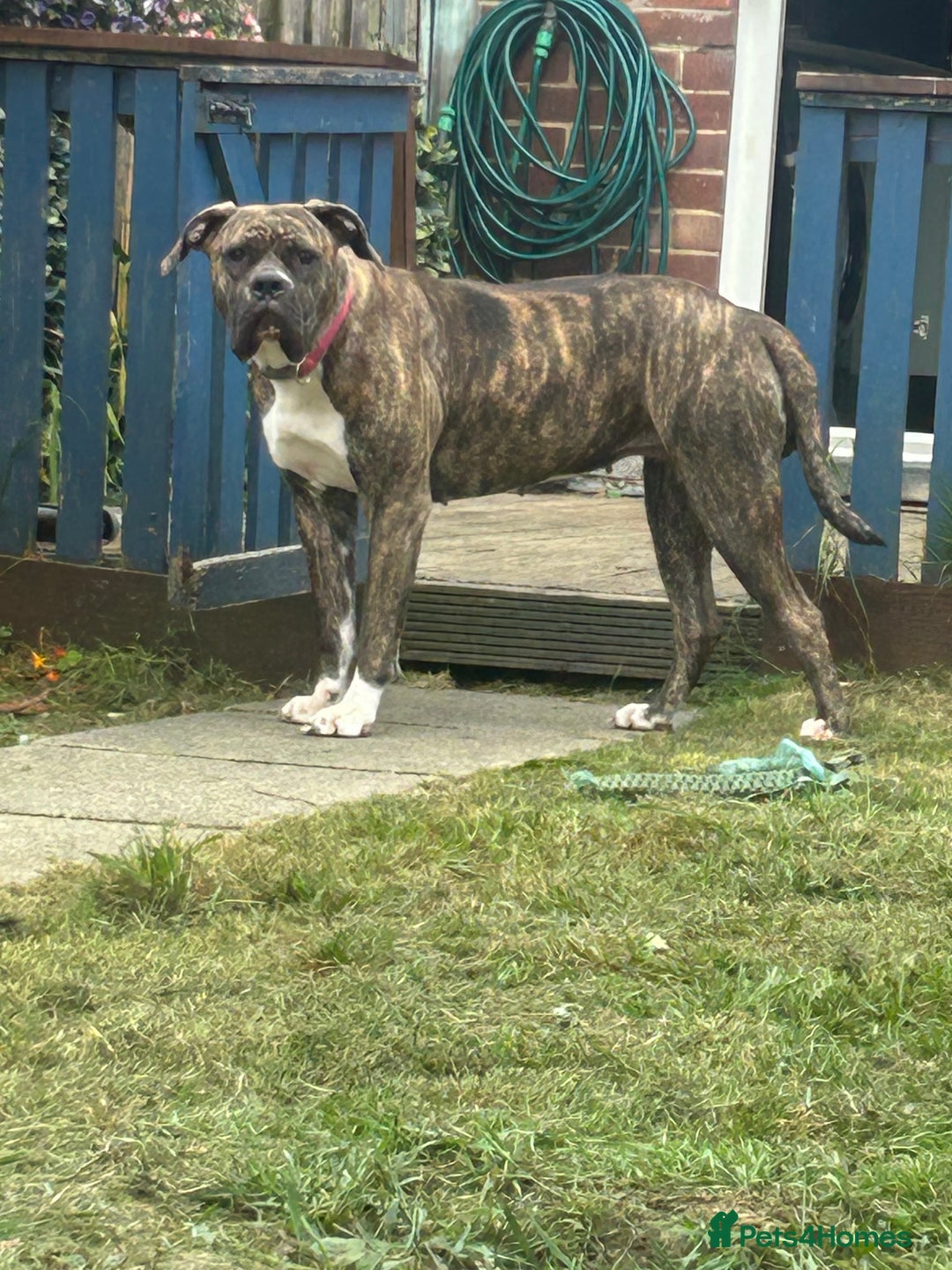 Mixed Breed dogs for sale: Two beautiful sisters need a new home - Image 5