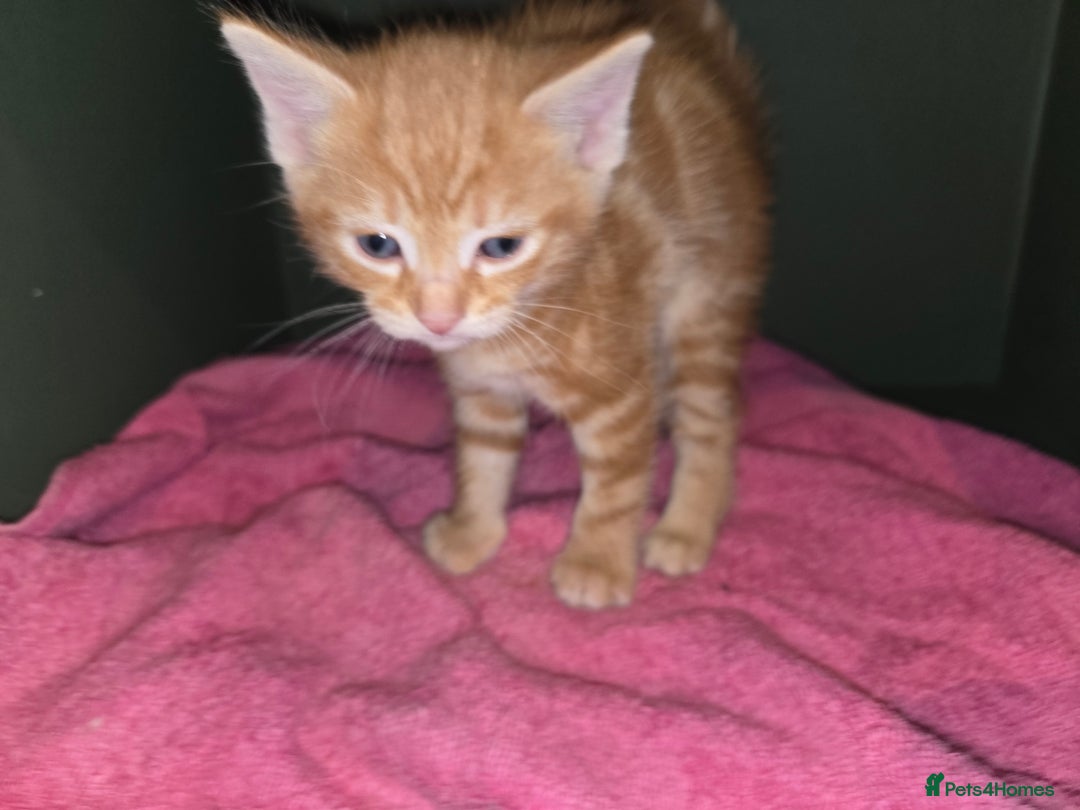 Ragdoll cats for sale: Ragdoll bengal mix  - Image 11