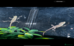 Gecko reptiles for sale: Lizards for sale - lots to choose from  in Nottingham - Image 18