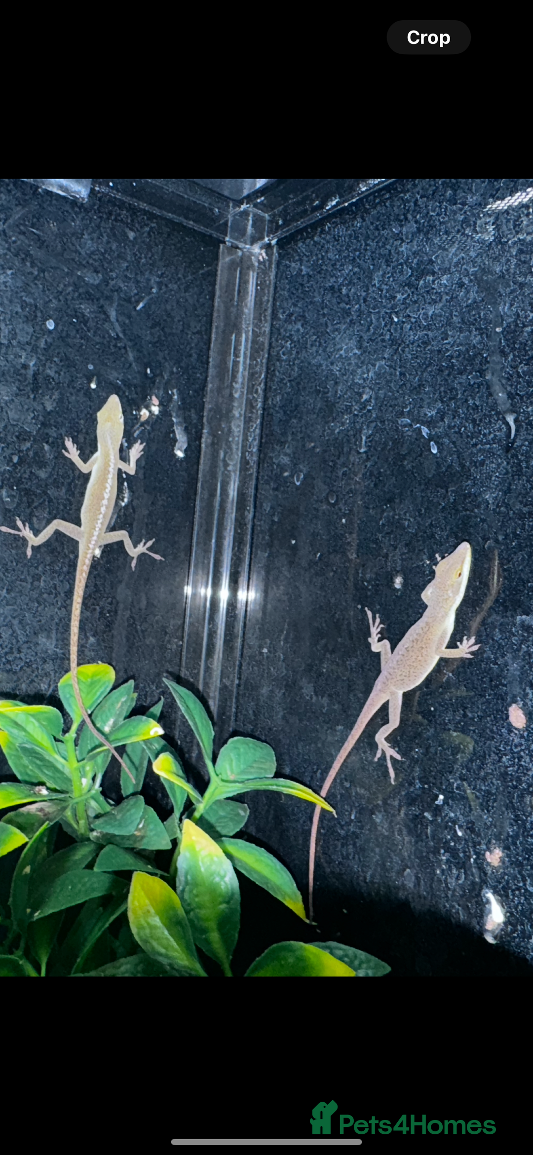 Gecko reptiles for sale: Lizards for sale - lots to choose from  in Nottingham - Image 18