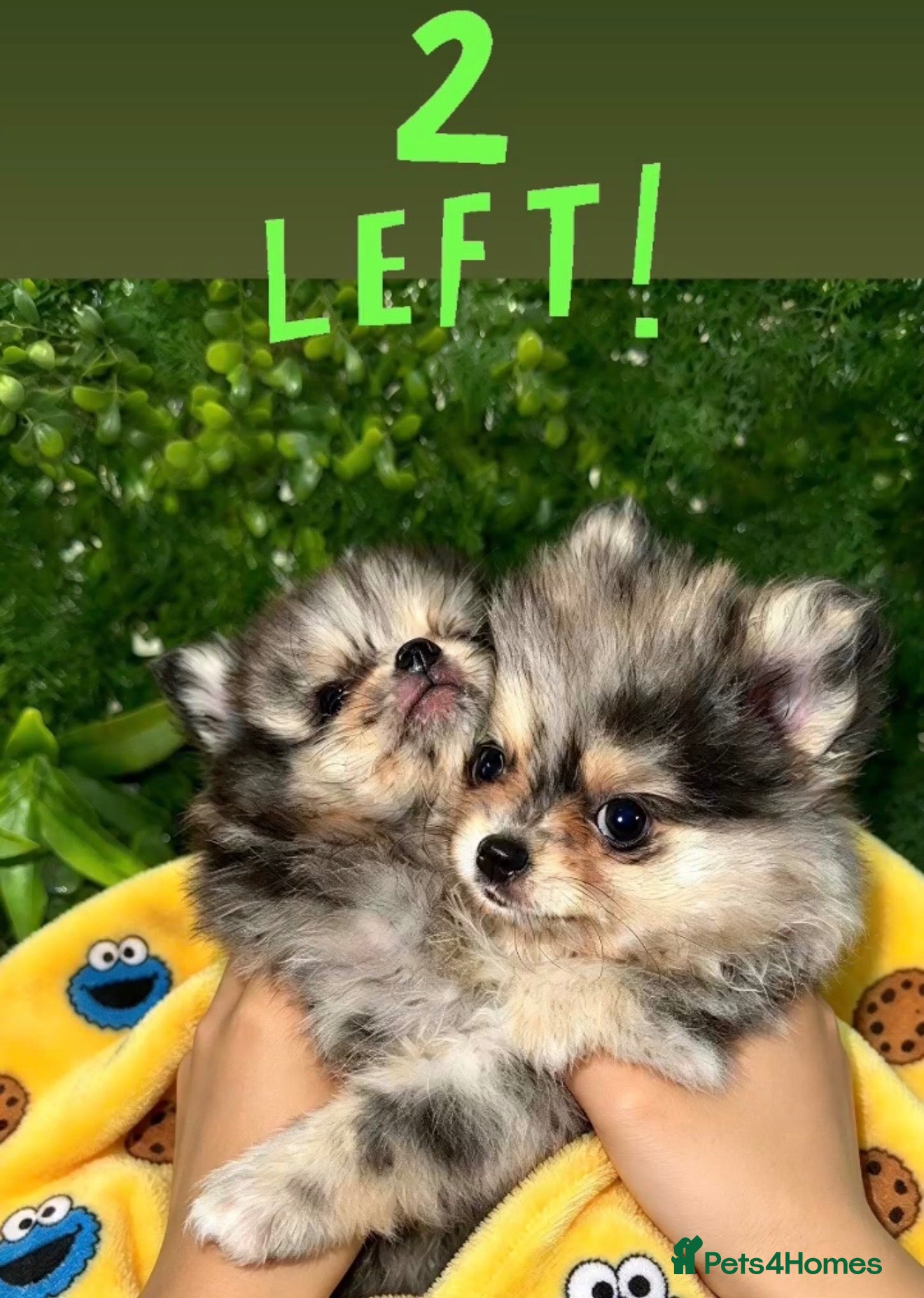 Pomeranian dogs 👀2 🐶 Left  ✨Four Mini Little Gems💎🐾🐶✨💜🧡🩶🤎 - Advert 2