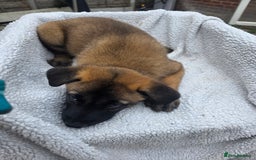Belgian Shepherd Dog dogs for sale: belguim malinois free training provided - Image 35