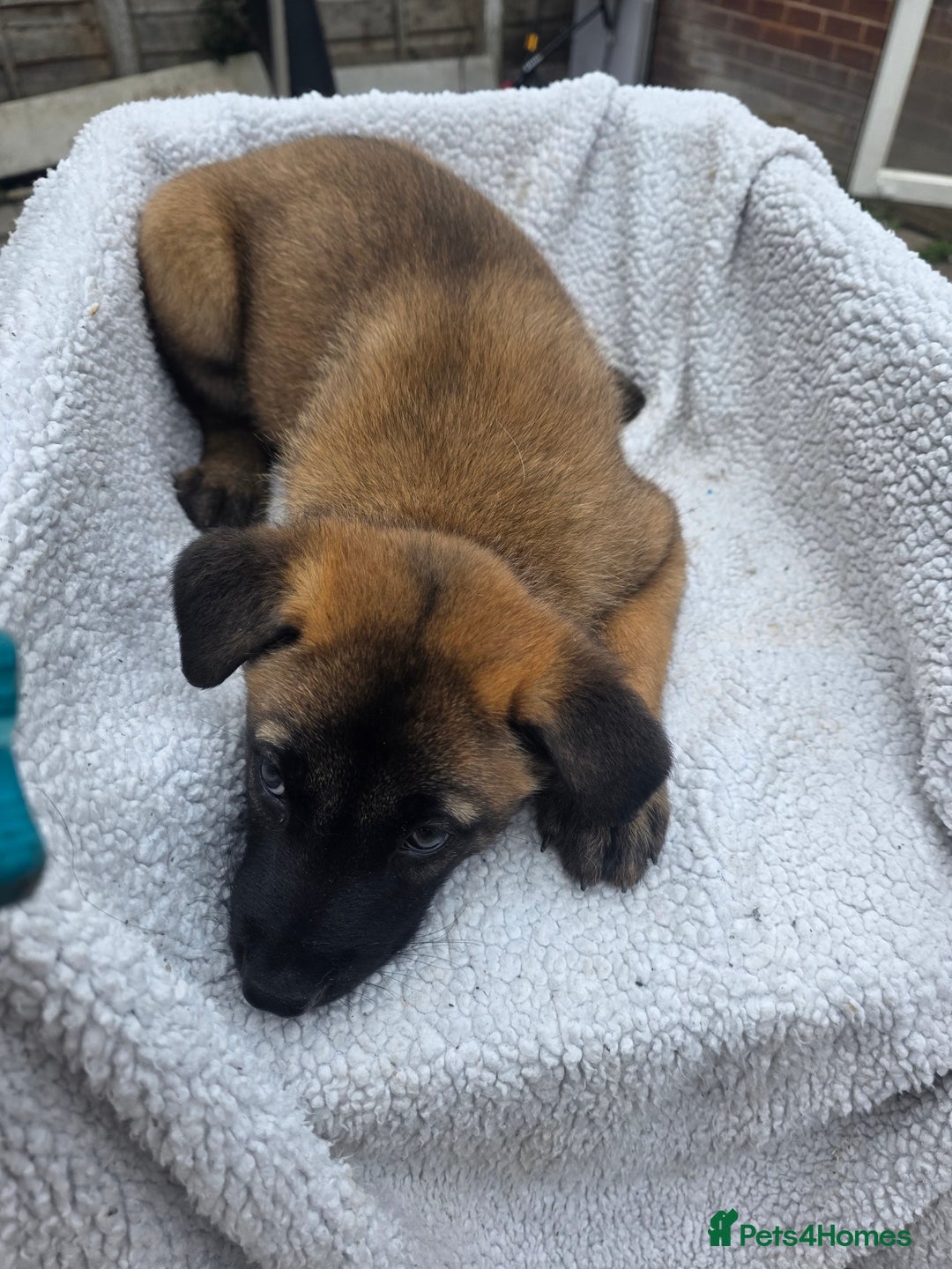 Belgian Shepherd Dog dogs for sale: belguim malinois free training provided - Image 35