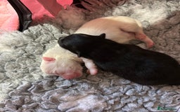 Pomeranian dogs for sale: Pomeranian Pups - Ready for new homes 💕 - Advert 16