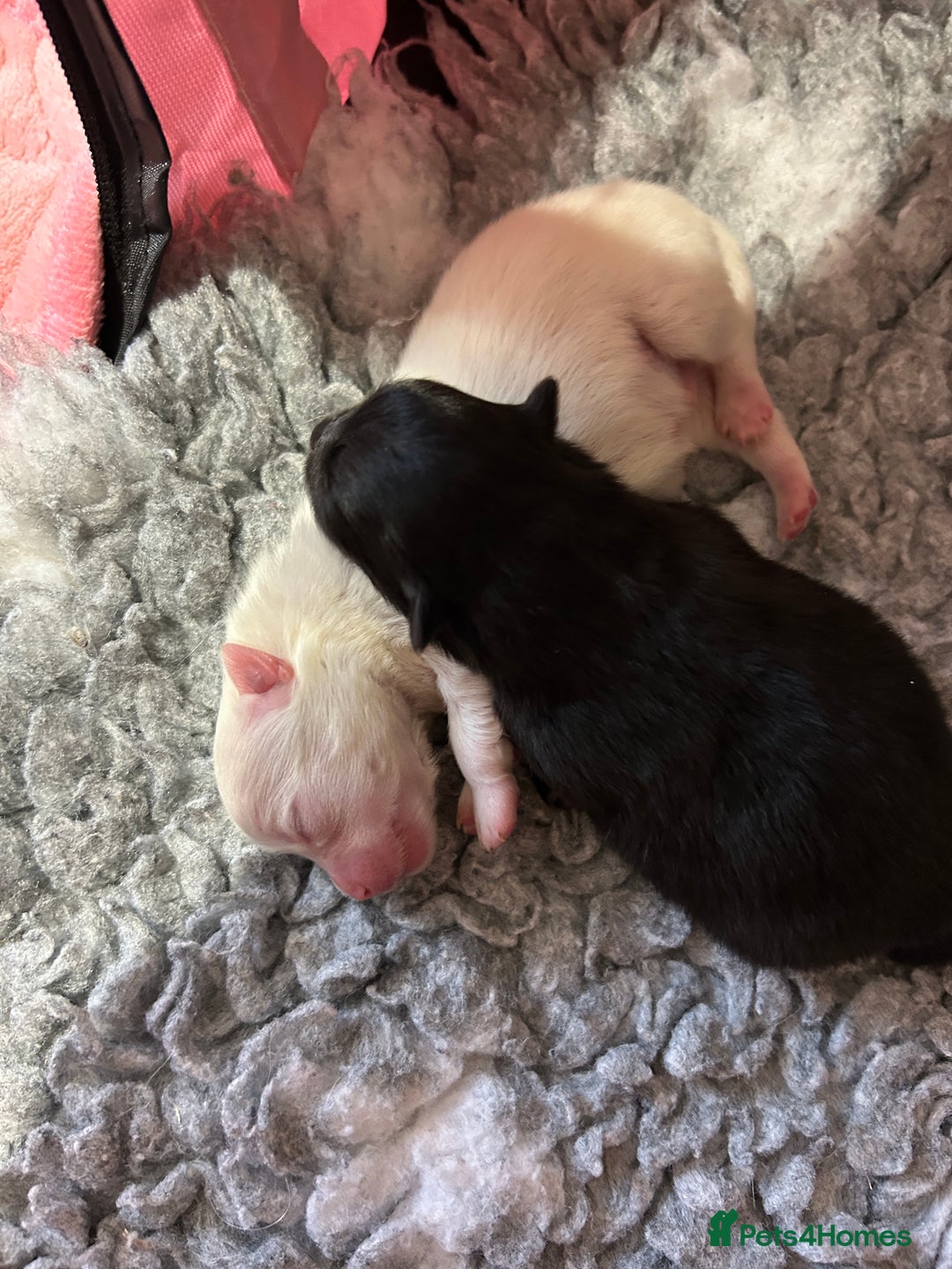 Pomeranian dogs for sale: Pomeranian Pups - Ready for new homes 💕 - Advert 16