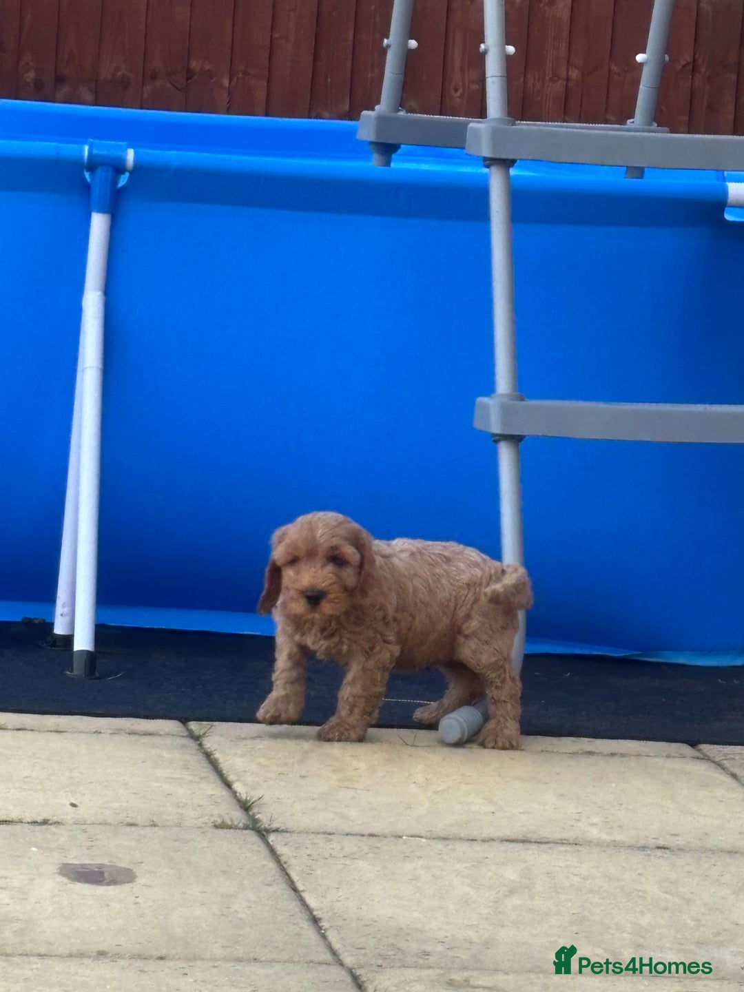 Cockapoo dogs for sale: *READY NOW* Red Fox Cockapoo puppies for sale  - Image 14