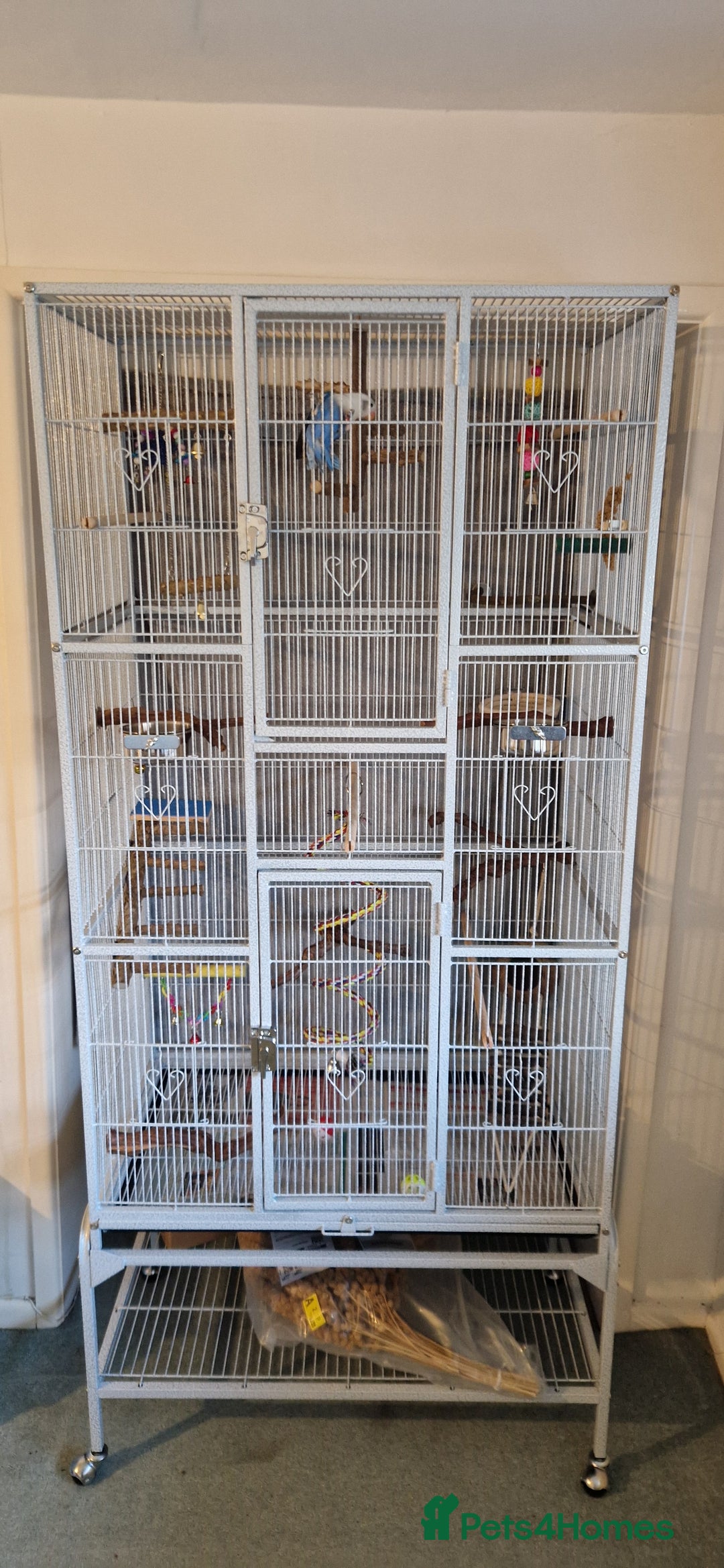 Lovebirds birds for sale: Hand Reared LOVEBIRD and cage with accessories  - Image 5