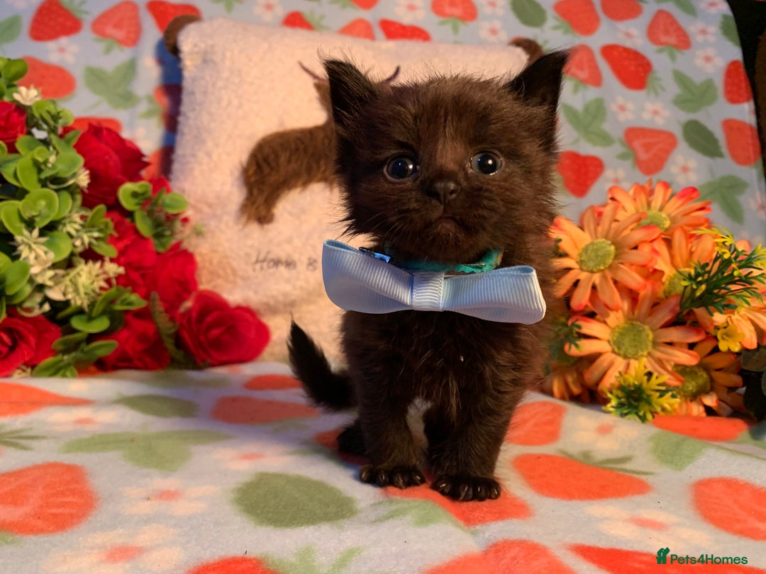 Norwegian Forest Cat cats for sale: BEAUTIFUL SIBERIAN CROSS WEGIE BABYS  - Advert 5