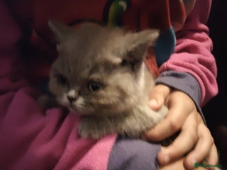 British Shorthair cats British short haired babies ❤️ - Advert 11