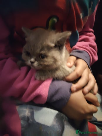 British Shorthair cats - Advert 7