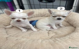 Chihuahua dogs for sale: Gorgeous full chihuahua pups  - Image 5
