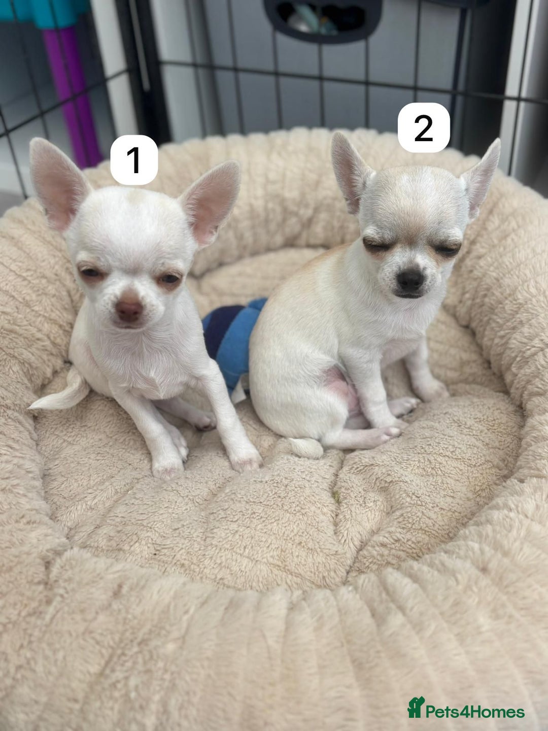 Chihuahua dogs for sale: Gorgeous full chihuahua pups  - Image 5