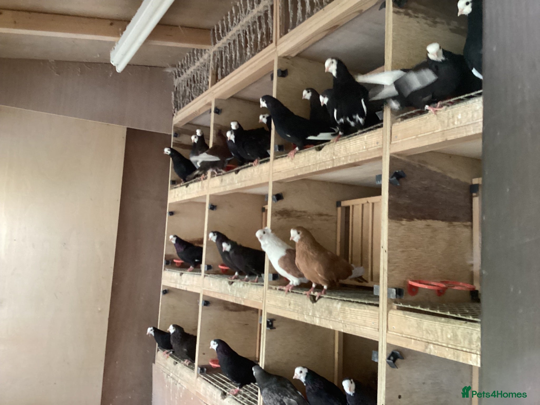 Pigeons birds Wolverhampton badgers - Advert 1