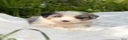 Mixed Breed dogs for sale: ⭐️SUPER RARE BERNESE x AUSTRALIAN SHEPHERD PUPS⭐️ in New Quay - Advert 21