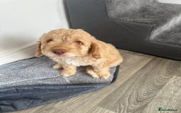 Cockapoo dogs for sale: - 3 Cockapoo Puppies - ! collect today ! Chester - - Image 15