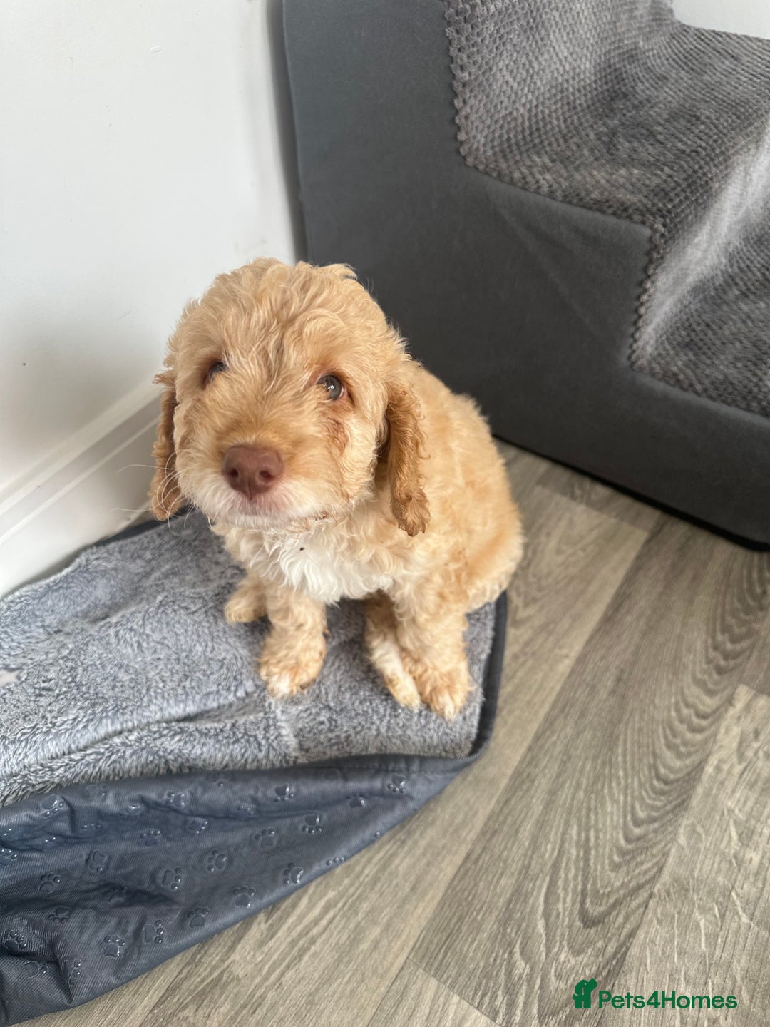 Cockapoo dogs for sale: - 3 Cockapoo Puppies - ! collect today ! Chester - - Image 15