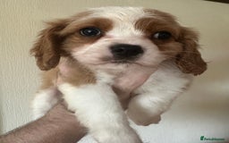 Cavalier King Charles Spaniel dogs for sale: Blenheim Cavalier Girl - Image 1