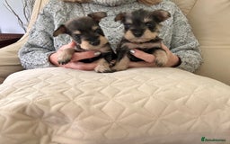 Miniature Schnauzer dogs for sale: Beautiful kc reg miniature schnauzers - Advert 2