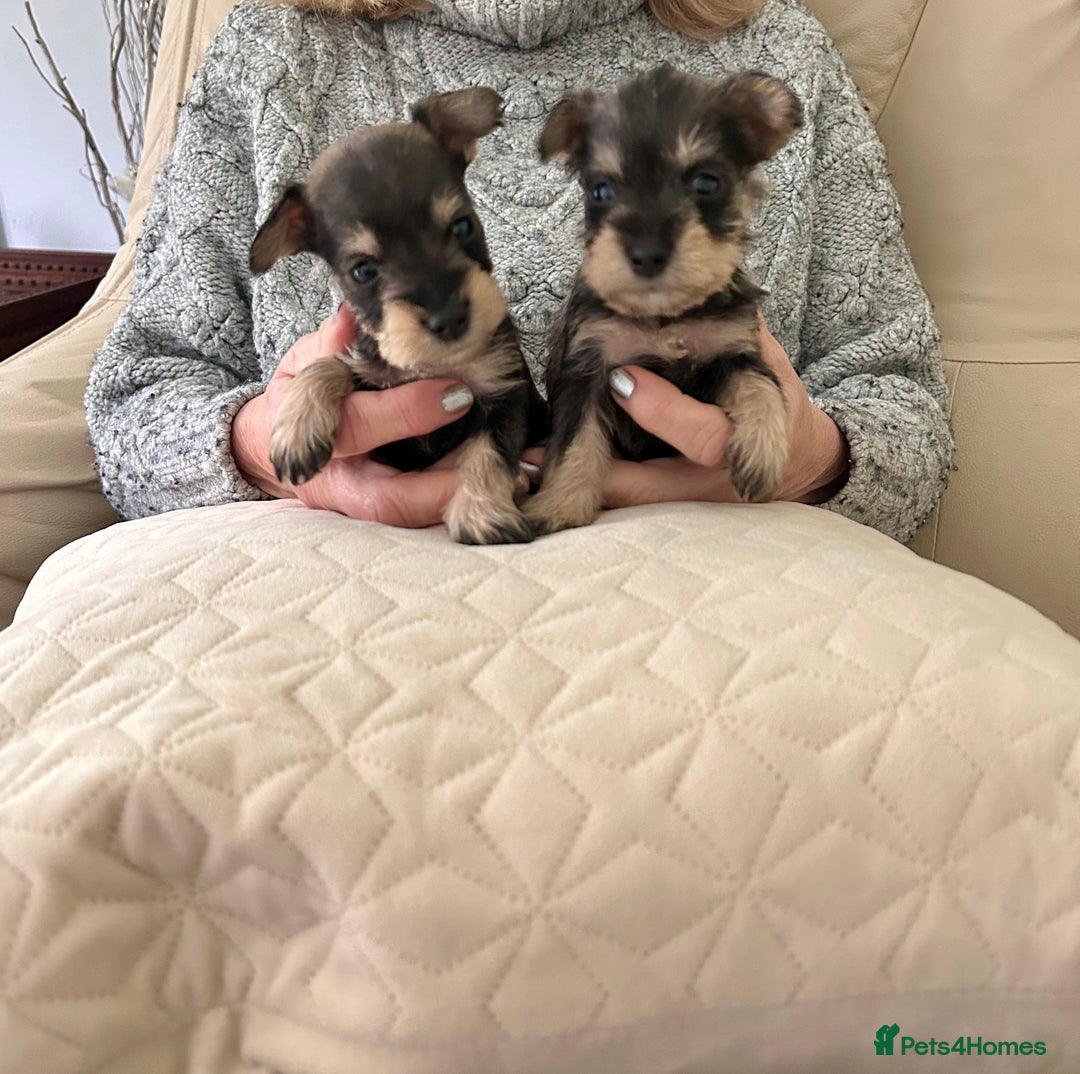 Miniature Schnauzer dogs for sale: Beautiful kc reg miniature schnauzers - Advert 2