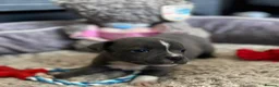 Staffordshire Bull Terrier dogs for sale: Show quality Brindle boys - last available £1300 - Advert 12