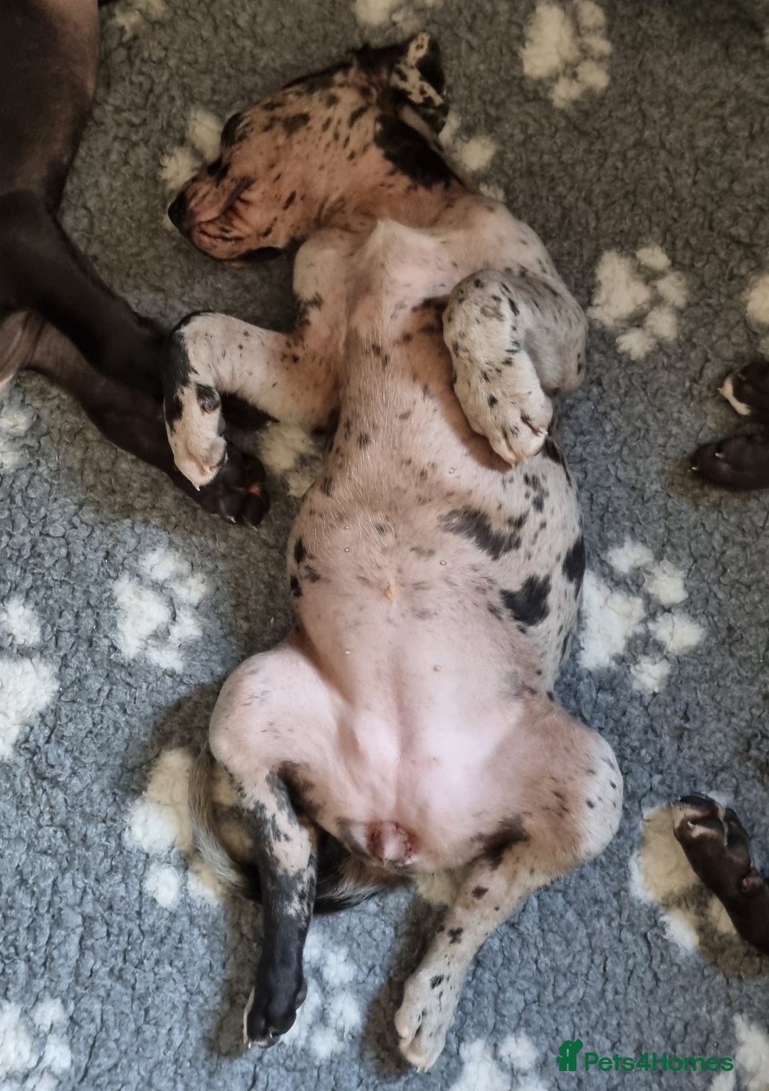 Great Dane dogs for sale: Beautiful girls. KC HEALTH TESTED  - Advert 8