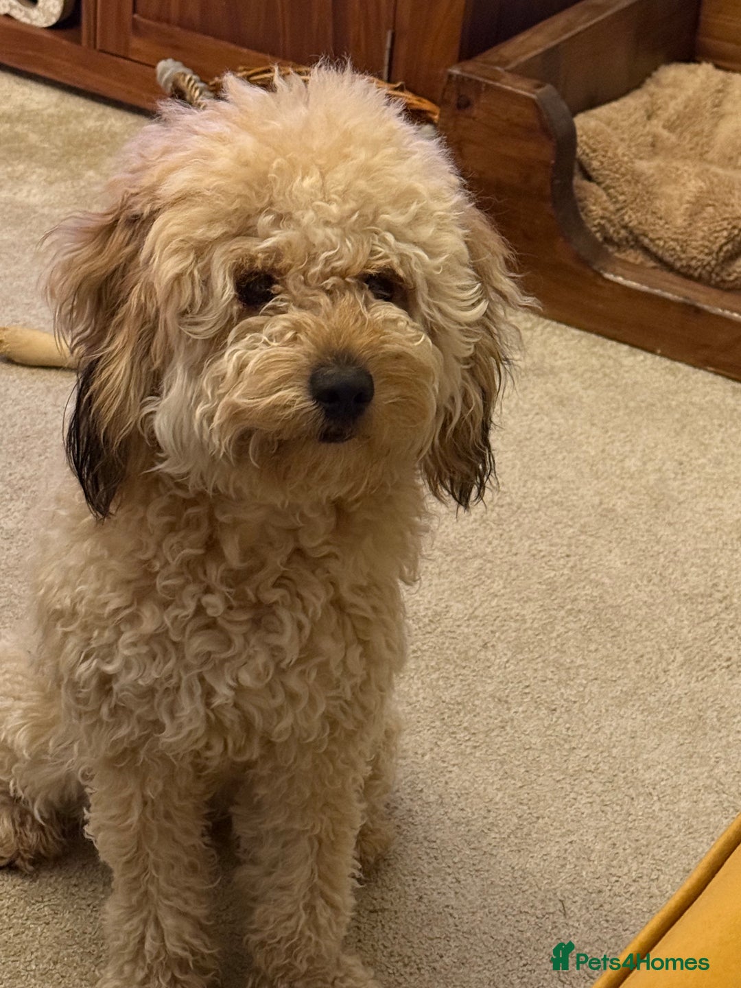 Cockapoo dogs for sale: Beautiful f2 cockapoos puppies 5 girls 3 boys  - Advert 15