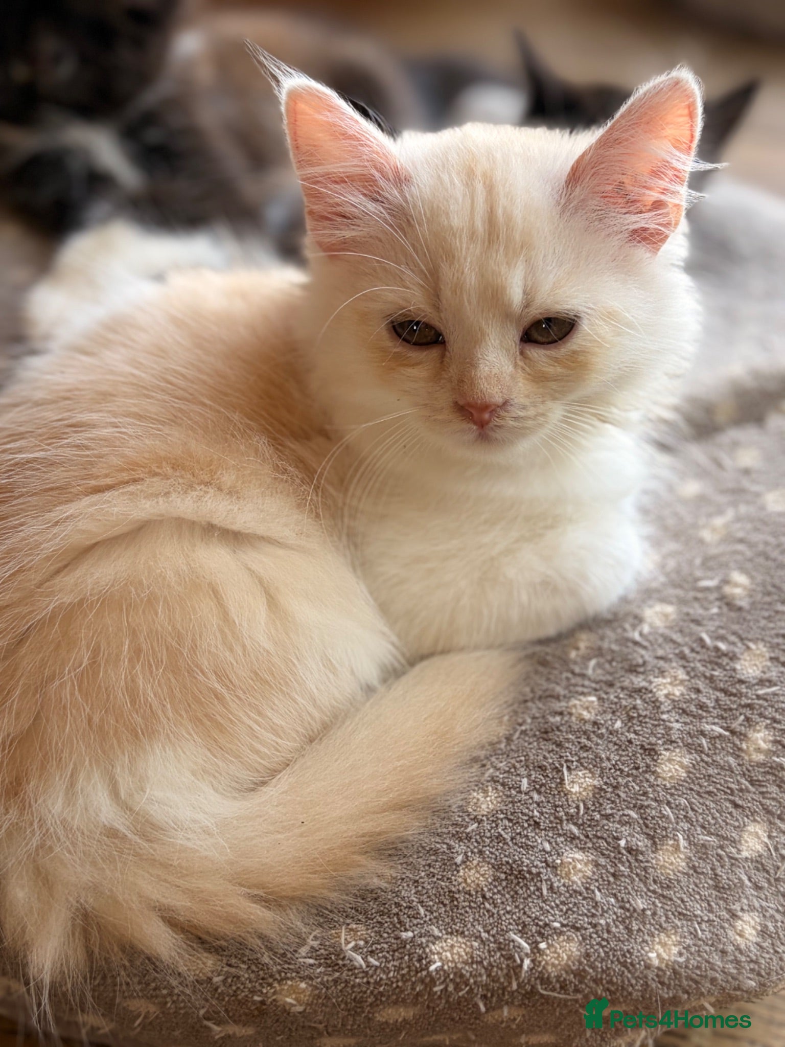 Scottish Fold cats GORGEOUS SCOTTISH FOLD X EXOTIC PERSIAN KITTENS - Advert 14