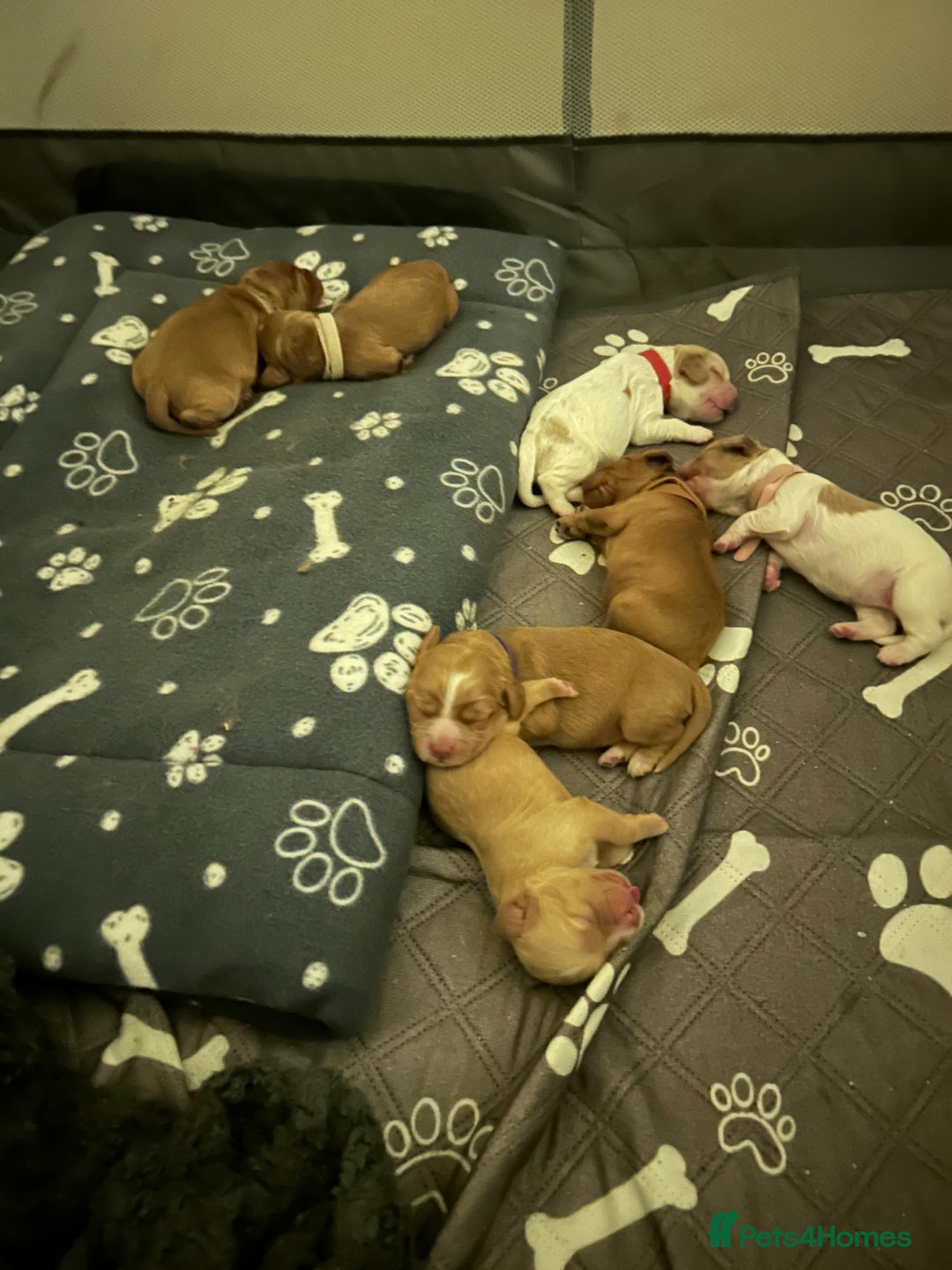 Cocker Spaniel dogs for sale: Gorgeous Cocker Spaniel pups  - Advert 7