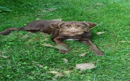 Mixed Breed dogs for sale: Male Fenlander Ready now  - Image 1