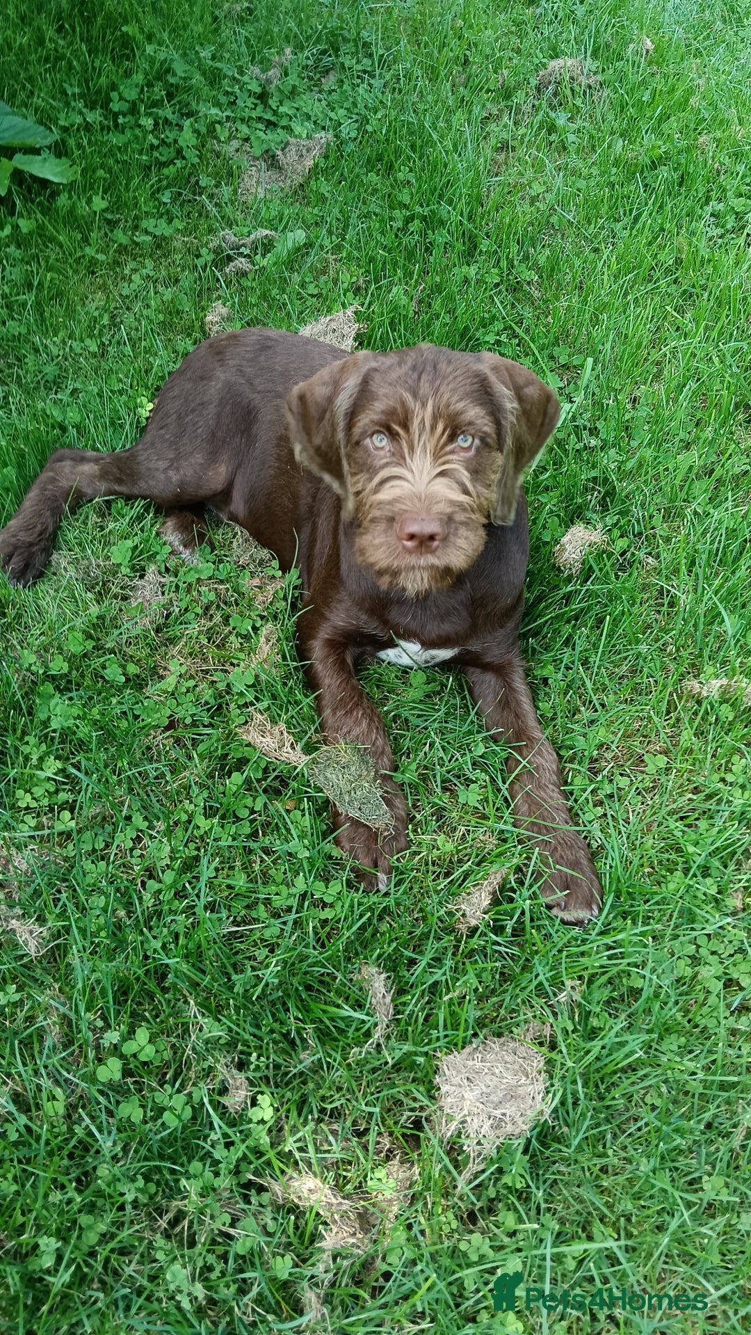 Mixed Breed dogs for sale: Male Fenlander Ready now  - Image 1
