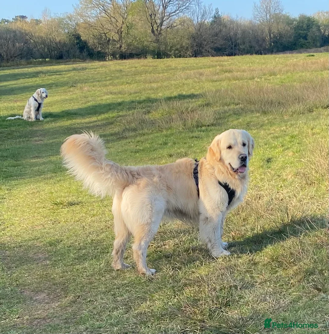 Golden Retriever dogs for stud: ORLAGOLD LUCK OF THE IRISH 🍀 (Duke) in Cheadle - Advert 3
