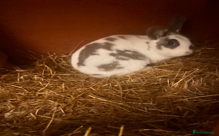 English Spot rabbits - Advert 2