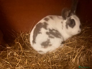 English Spot rabbits Rabbit for rehome - Advert 3