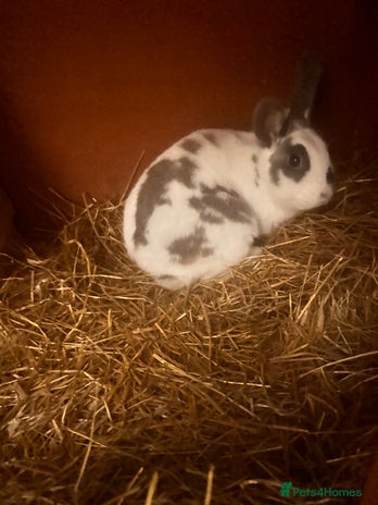 English Spot rabbits - Advert 1